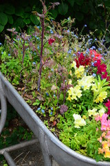 Fototapeta na wymiar flowers in garden