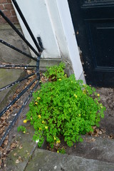 flowers in the garden