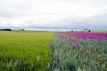 Fototapeta premium divided fields. house with green grainfields, colourful delphinium flowers (larkspur) and poppies on a stormy summer's day in rhine land palatinate, germany. 