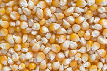 close up of popcorn seeds background