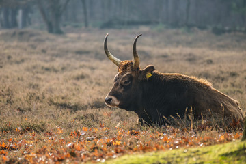 Taurus at the maashorst in the netherlands