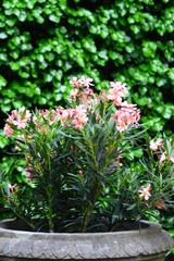 flowers in the garden