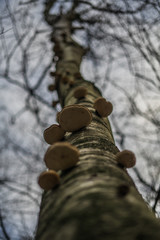 Many mushrooms growing on a tree