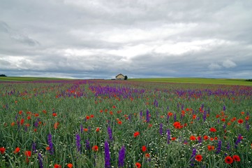 house with green grainfields, colourful delphinium flowers (larkspur) and poppies on a stormy summer's day in rhine land palatinate,germany. petals for natural wedding confetti.