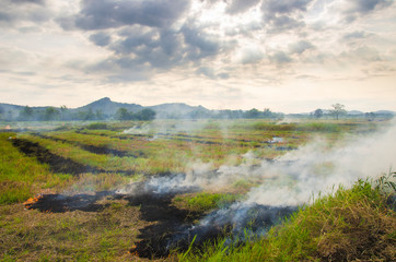 burning  field after harvest
