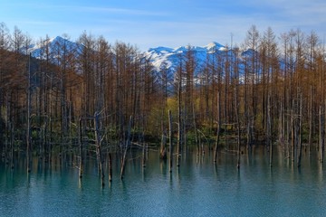日本　北海道の青い池