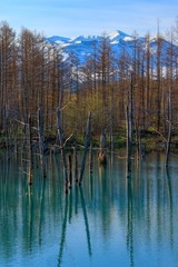 Obraz premium 日本 北海道の青い池