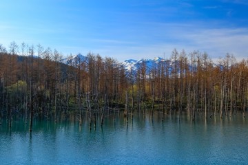 日本　北海道の青い池