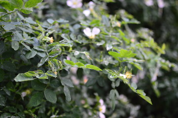 flowers in the garden