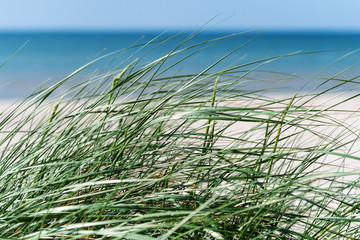 Green grass on Baltic sea beach near Liepaja, Latvia.