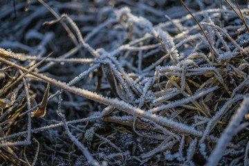 Morning frost crystals on grass