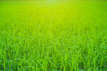 Fototapeta na wymiar Green rice seedlings field, Bio agriculture background, Close-up.