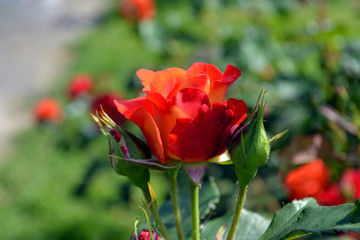 Obraz premium orange roses in the garden 