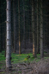 Forest drente Netherlands. Tree stem pines