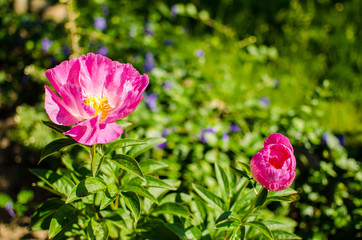 wonderful world around us