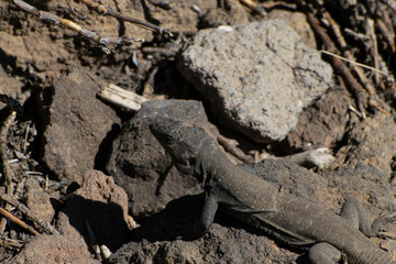 Teide National Park. Canary Islands