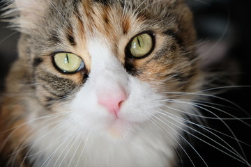 Fototapeta premium portrait of a cat