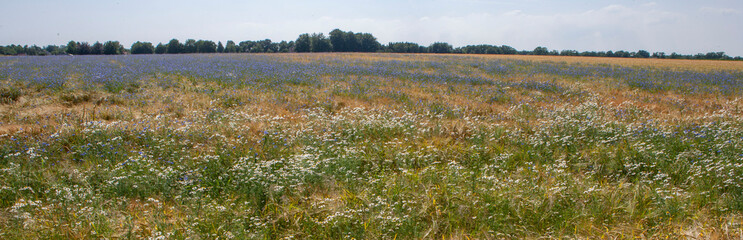 Diever. Field of wheat with cornflowers. Drente Netherlands