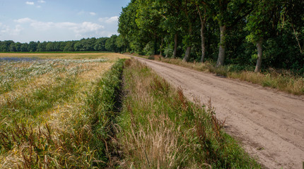 Fototapeta na wymiar Diever. Field of wheat with cornflowers. Drente Netherlands