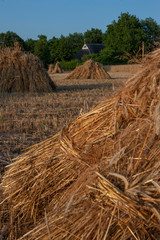 Harvesting wheat traditional way. Lhee drenthe Netherlands