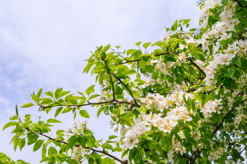Fototapeta na wymiar Branch of beautiful white flower .