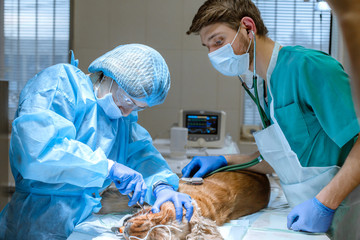 Veterinary dentistry. Dentist surgeon veterinarian cleans and treats the dog's teeth in a...