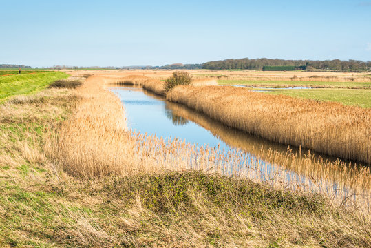 Golden reeds on wetlands off Norfolk Coast Path National Trail near Burnham Overy Staithe, Norfolk, East Anglia