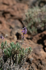 Mountain flowers. Taide National Park