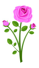 Fototapeta na wymiar Vintage roses vector design illustration isolated on white background