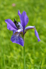 Wild blue iris on a meadow in a sunny summer day