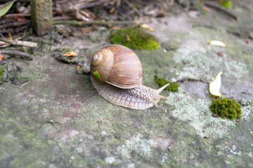 The cute brown horned snail on mossy gray stone in the park