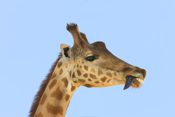 Close up of the head of a giraffe with its blue tongue hanging out