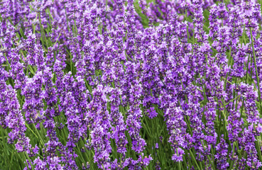 Obraz premium Bushes of lavender on a summer day