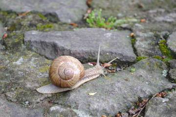 The cute brown horned snail on mossy gray stone in the park