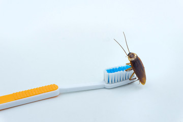 Asian Cockroaches are on the toothbrush.