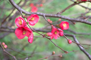 Delicate pink flowers of quince in the early spring in the Japanese style on blur green background