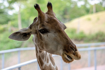 head shot giraffe in the zoo in Thailand