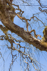 Leafy tree with branches on blue sky background. Abstract Image