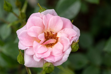 Obraz premium Courtyard Rose Bournonville Nahaufnahme