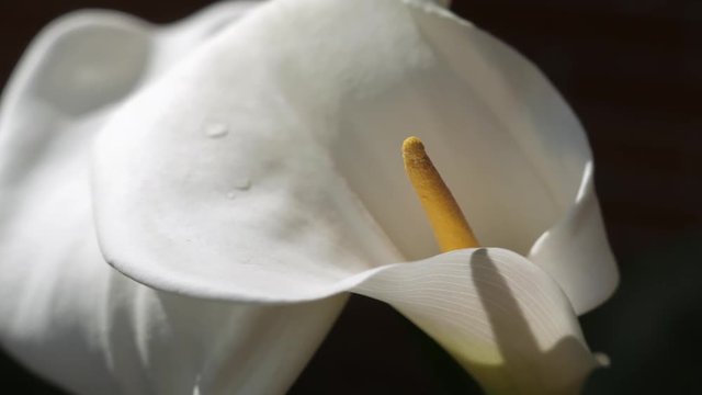 Close-up of zantedeschia aethiopica flower after rain