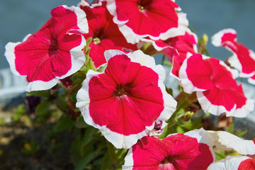 Beautiful flowers Petunia hybrid Red Picotee (Red flower with pure white margin).  Red Petunia with bright white edges