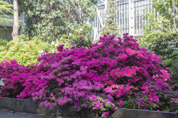 'Hinodegiri' Rhododendron plants in bloom with flowers of different colors. Azalea bushes in the park