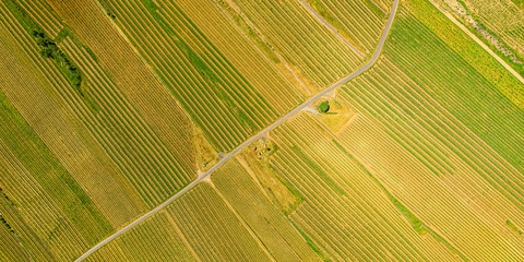 vineyard in germany