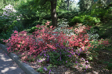 Rhododendron plants in bloom with flowers of different colors. Azalea bushes in the Botanical park with different flower colors. Rhododendron flower 