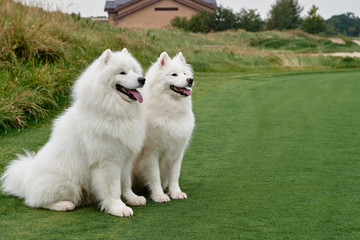 Couple of white dog breed Samoyed sitting on green grass of golf course, copy space