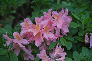 Rhododendron plants in bloom with flowers of different colors. Azalea bushes in the Botanical park with different flower colors. Rhododendron flower 