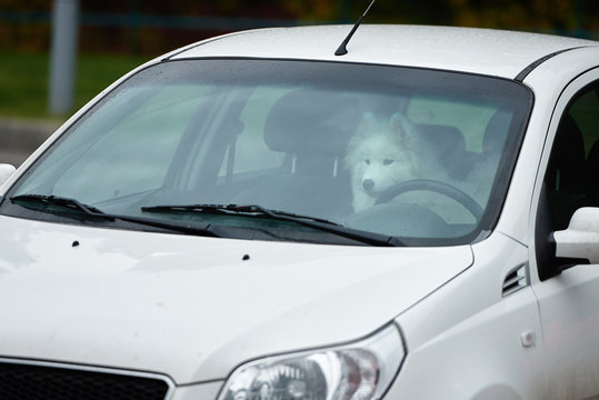 White samoyed sitting in car, copy space. Dog left alone in locked car. Abandoned animal in closed space. Danger of pet overheating
