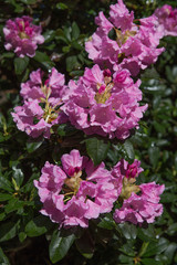 Rhododendron plants in bloom with flowers of different colors. Azalea bushes in the Botanical park with different flower colors. Rhododendron flower 