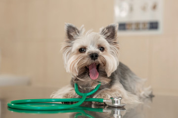 Dog breed Yorkshire terrier lies next to a stethoscope on a metal table in a veterinary clinic. Pet health care concept. Posing like vet doctor
