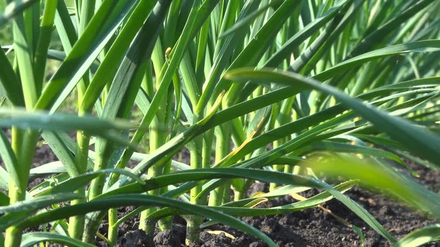 bed of young garlic in the garden.